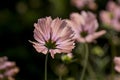 A pretty pink cosmos flower peony cosmos Royalty Free Stock Photo