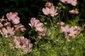 A pretty pink cosmos flower peony cosmos Royalty Free Stock Photo