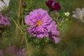 A pretty pink cosmos flower peony cosmos Royalty Free Stock Photo