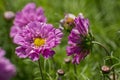 A pretty pink cosmos flower peony cosmos Royalty Free Stock Photo