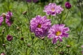 A pretty pink cosmos flower peony cosmos Royalty Free Stock Photo