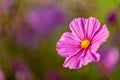 A pretty pink cosmos flower with shallow depth of field Royalty Free Stock Photo