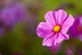 A pretty pink cosmos flower with shallow depth of field