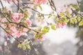 Pretty in Pink Crab-apple Blossoms Royalty Free Stock Photo