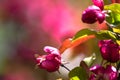 Crab apple blossoms in sping Royalty Free Stock Photo