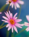 Pretty pink daisy flowers macro image - pink and lavender daisies against photo closeup soft focus Royalty Free Stock Photo