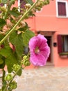 Pretty in Pink: Delicate Flower in Burano