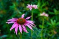 Pretty pink echinacea flowers in a garden border Royalty Free Stock Photo