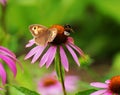 Pretty pink flower with a bee and a butterfly Royalty Free Stock Photo