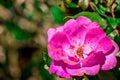 Pretty pink flower Royalty Free Stock Photo