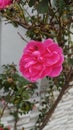 A pretty pink flower after rain Royalty Free Stock Photo