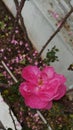 A pretty pink flower after rain Royalty Free Stock Photo