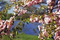 Pretty pink flowers