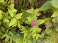 Pink flowers and autumn foliage through rusty railing Royalty Free Stock Photo