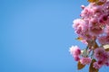 Pretty pink flowers burst into bloom, japanese flowering cherry Prunus serrulata, flowers of fruiting trees, early