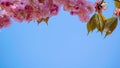 Pretty pink flowers burst into bloom, japanese flowering cherry Prunus serrulata, flowers of fruiting trees, early