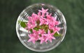 Pretty pink flowers in glass of water with muted green background