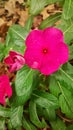 Pretty pink flowers green leaves Louisiana