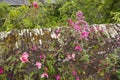 Stone garden wall bordered by pretty pink roses and other flowers