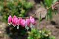 Pretty pink flowers hanging from bleeding heart plant in landscaped garden Royalty Free Stock Photo