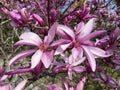 Pretty Pink Flowers With Large Petals in Spring in March Royalty Free Stock Photo