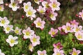 Pretty pink flowers of Saxifraga arendsii