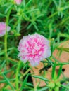 Pretty pink flowers with small green leaves Royalty Free Stock Photo