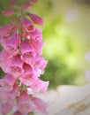 Pink Foxglove flower stalk closeup. Copy Space.