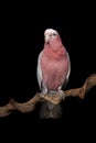 Pretty galah cockatoo, seen from the front on a branch on a black background