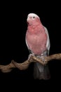 Pretty galah cockatoo, seen from the front on a branch on a black background