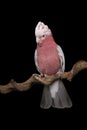 Pretty pink galah cockatoo, seen from the front on a branch on a black background