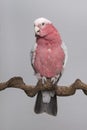 Pretty pink galah cockatoo, seen from the front on a branch on a grey background
