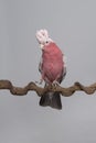 Pretty pink galah cockatoo, seen from the front on a branch on a grey background with its crest up