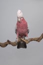 Pretty pink galah cockatoo, seen from the front on a branch on a grey background with its crest up looking at the camera Royalty Free Stock Photo