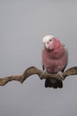 Pretty pink galah cockatoo, seen from the front on a branch on a grey background leaning forwards towards the camera