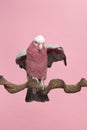 Pretty pink galah cockatoo, seen from the front moving its wings sitting on a branch on a pink background