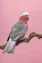 Pretty pink galah cockatoo, seen from its back sitting on a branch on a pink background Royalty Free Stock Photo