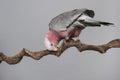 Pretty pink galah cockatoo, seen from the side chewing on a branch on a grey background
