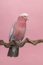 Pretty pink galah cockatoo, seen from the side sitting on a branch on a pink background