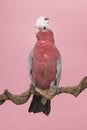 Pretty pink galah cockatoo, seen from the side sitting on a branch on a pink background with its crest up Royalty Free Stock Photo