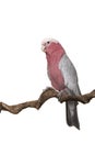 Pretty pink galah cockatoo, seen from the side sitting on a branch on a white background