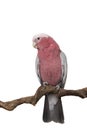 Pretty pink galah cockatoo sitting on a branch on a white background Royalty Free Stock Photo