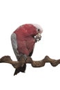 Pretty pink galah cockatoo, sitting on a branch on one leg while eating on a white background Royalty Free Stock Photo