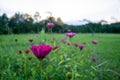 Pretty pink garden cosmos flowers in the green field Royalty Free Stock Photo