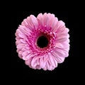 Pretty Pink Gerbera Daisy on black Royalty Free Stock Photo