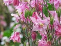 Pretty pink Granny`s Bonnets flowers. Herbaceous perennial plants. Royalty Free Stock Photo