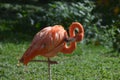 Pretty Pink Greater Flamingo Balancing