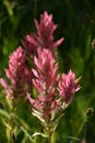 Pretty Pink Indian Paintbrush, aka Prairie-Fire Royalty Free Stock Photo