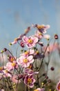 Pretty pink Japanese anemone flowers on a sunny evening, with a shallow depth of field Royalty Free Stock Photo