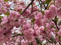 Pretty Pink Kwanzan Cherry Blossom Flowers in April in Spring Royalty Free Stock Photo